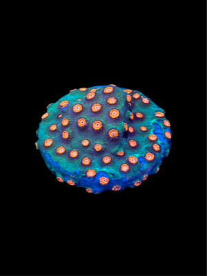 Jingle Bells Cyphastrea