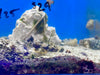 Scooter Blenny