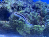 Twin Spot Bimaculatus Blenny