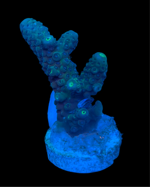 Premium Green Fiji Acropora Frag