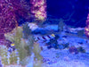 Yasha Shrimp Goby