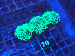 Bicolor Green Euphyllia Yaeyaemensis Frag