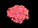 Red Goniopora Coral