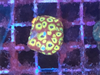 Yellow Eye Red Favia Coral Frag