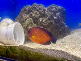 Coral Beauty Angelfish