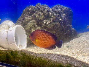 Coral Beauty Angelfish