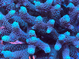 XL Acropora Colonies