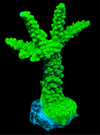 Green Slimer Acropora