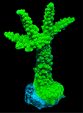 Green Slimer Acropora