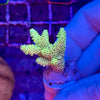 Yellow Tenius