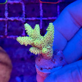 Yellow Tenius