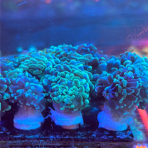 Hammer Coral Frag