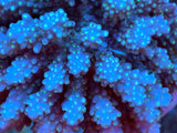 XL Acropora Colonies