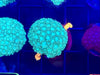 Green Short Polyp Goniopora