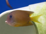 Two Spot Bristletooth Tang