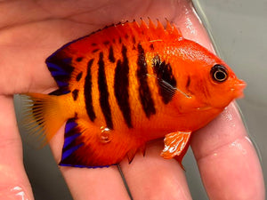 Flame Angelfish