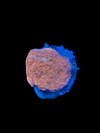 Starburst Montipora Cap