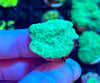 Neon Green Leptoseris Coral