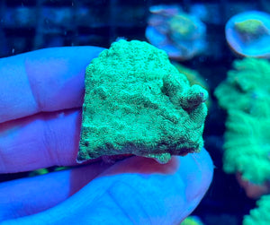 Neon Green Leptoseris Coral