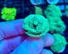 Neon Green Leptoseris Coral