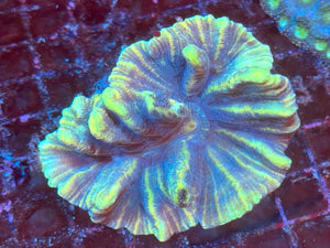 Green Spiny Cup Coral