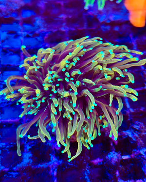 Hellfire Gold Torch Coral