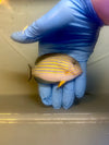 Clown Tang