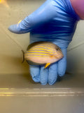 Clown Tang