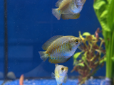 Dwarf Gourami