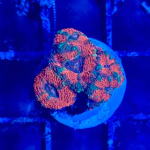 Red and Green Acanthastrea Lordhowensis Frag