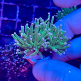 Pink Tip Green Torch Coral