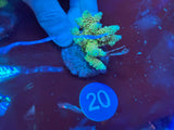 Small Acropora Colonies