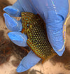 Leopard Wrasse