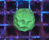Green Favia Coral Frag
