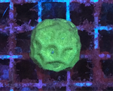 Green Favia Coral Frag