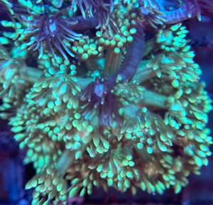 Green Goniopora Coral