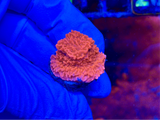 Red Montipora Cap