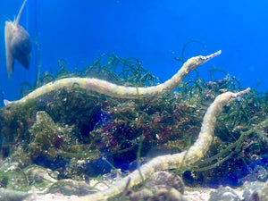 Dragonface Pipefish