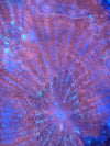 Red Australomussa