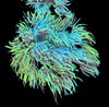 Yellow Goniopora Frag