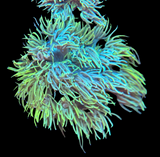 Yellow Goniopora Frag
