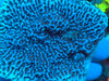 Montipora Verrucosa