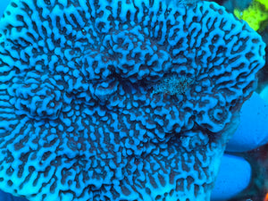 Montipora Verrucosa