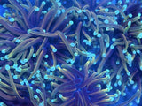 Gradient Green Torch Coral Colony