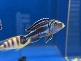 Electric Blue Johanni (Pseudotropheus johannii)
