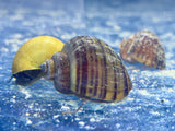 Mixed Variety Mystery Snail