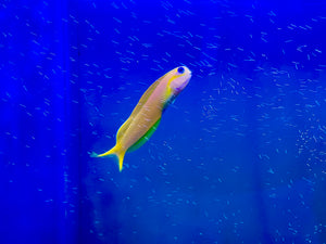 Midas Blenny