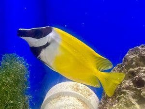 Foxface Lo Rabbitfish