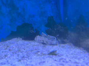 Two Spot Signal Goby