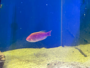 Multicolor Lubbock’s Fairy Wrasse